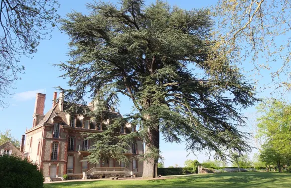 馬尼·萊斯·阿莫