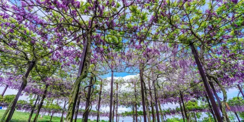 Kazahayanosato -Kappa No Furusato-