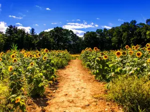 Coppal House Farm