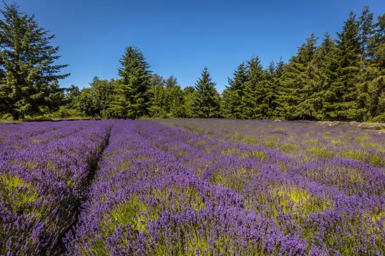 Sequim