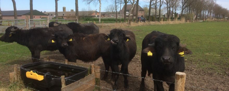 De Stoerderij Waterbuffels