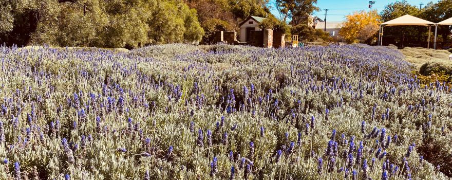 Eudunda Centenary Gardens