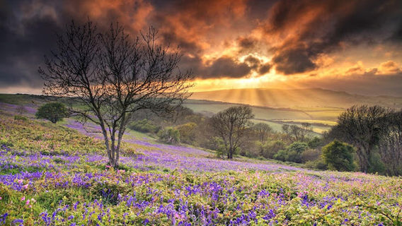 National Trust - Ventnor Downs