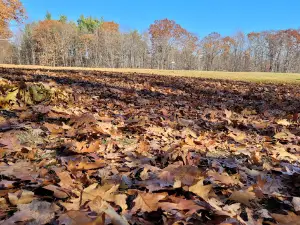 The Woods At Beauty Hill