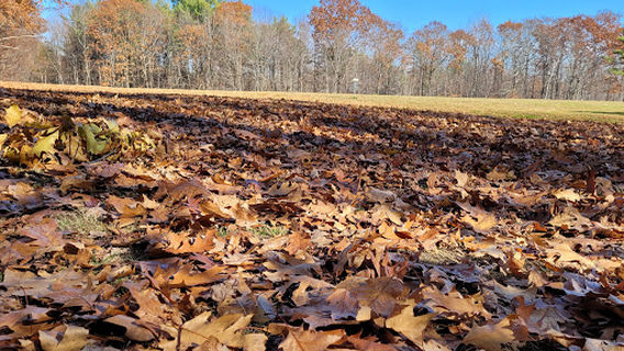 The Woods At Beauty Hill