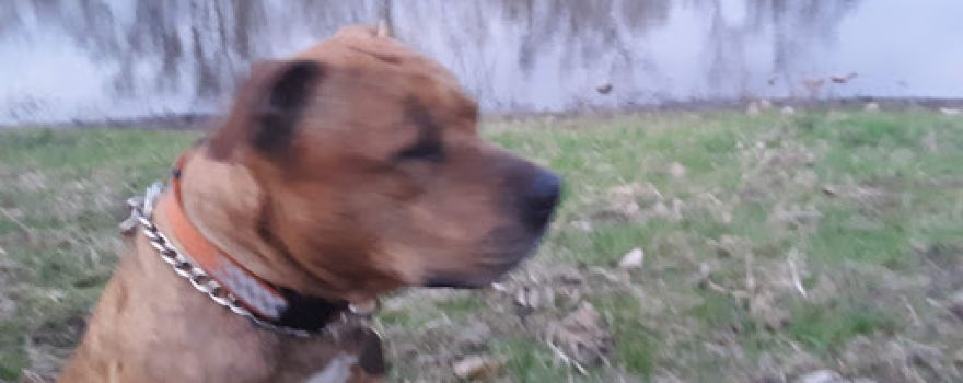 Chahinkapa Swimming Pool