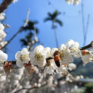 Mei Ling Scenic Area