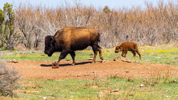 Caprock Canyons State Park & Trailway