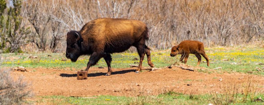 Caprock Canyons State Park & Trailway