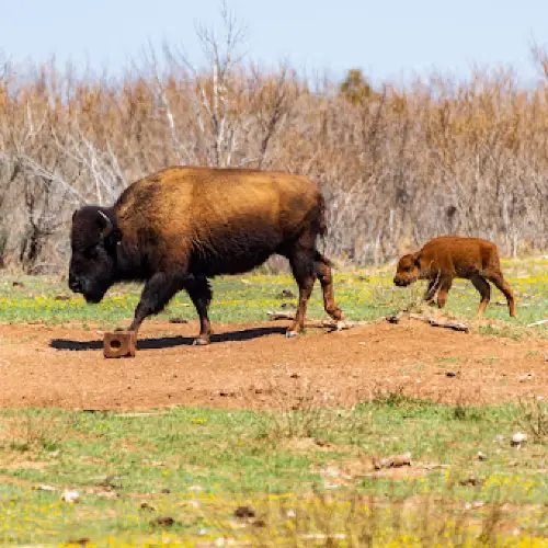 Caprock Canyons State Park & Trailway
