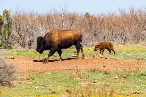 Caprock Canyons State Park & Trailway