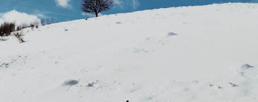 Arborele zeiței Eirene