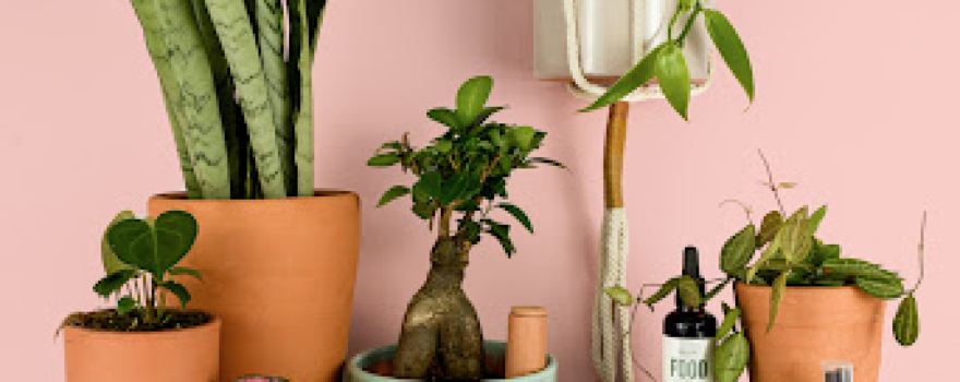 Pur Plant - Garden center - Online Plants