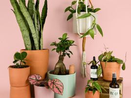 Pur Plant - Garden center - Online Plants