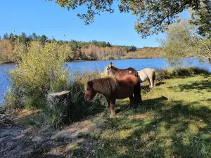 Camping Bois et Nature