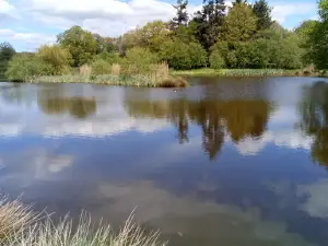 Quackers