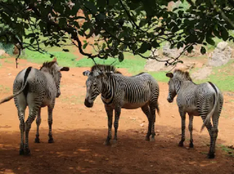 Парк Натуралеса де Кабарсено