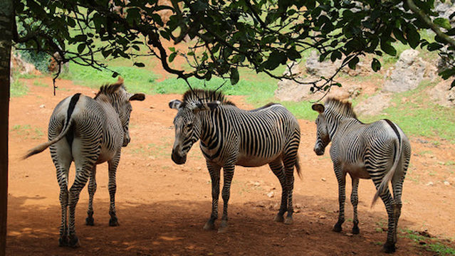 Cabarceno Nature Park