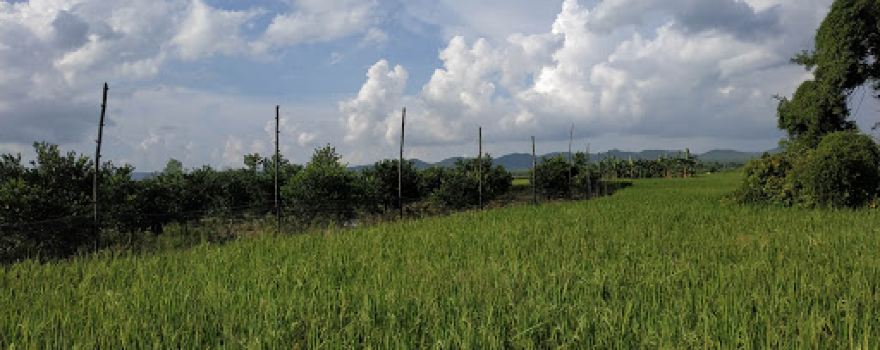 Kebun Jeruk Balonggebang