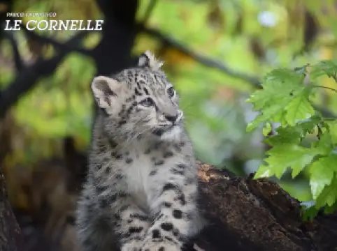 Faunistic Park Le Cornelle