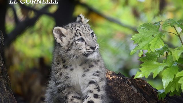 Faunistic Park Le Cornelle