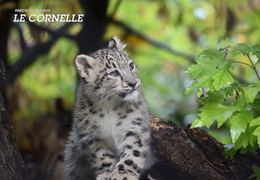 Le Cornelle Wildlife Park