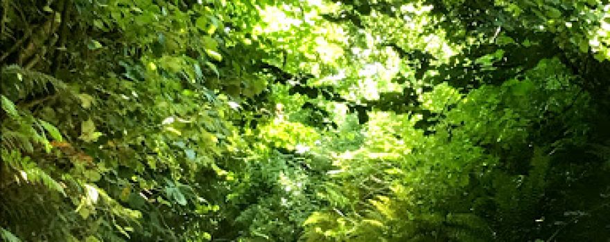West Down Orchard