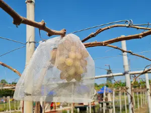 Vườn Nho Ba Tuấn