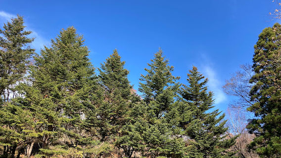 森林公園くつきの森