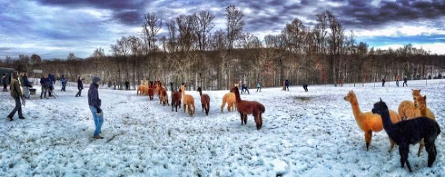 Smith Mountain Lake Farm Alpacas