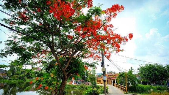 Chanh Nghia