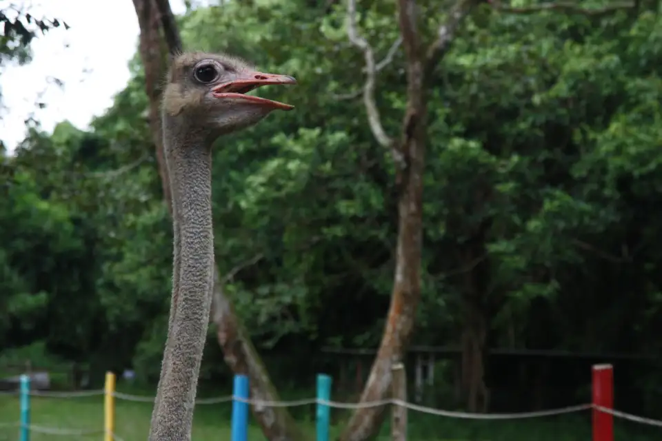 3_P.D. Ostrich Show Farm