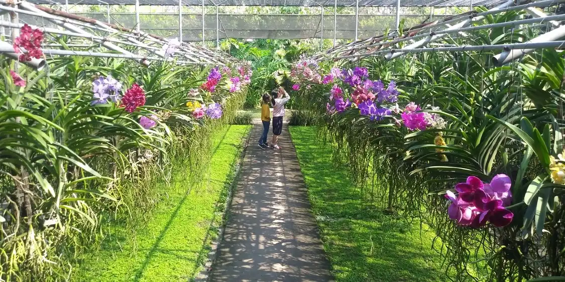 Hotels near Bai Orchid & Butterfly Farm