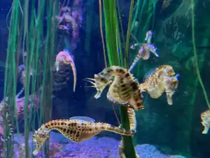 SEA LIFE Nagoya Aquarium