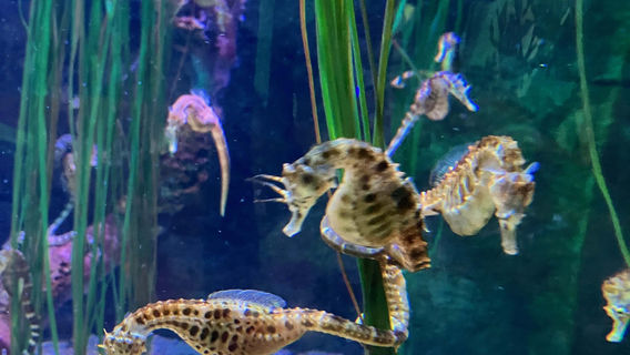 SEA LIFE Nagoya Aquarium