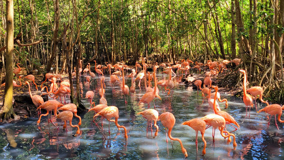 Aviario Nacional de Colombia