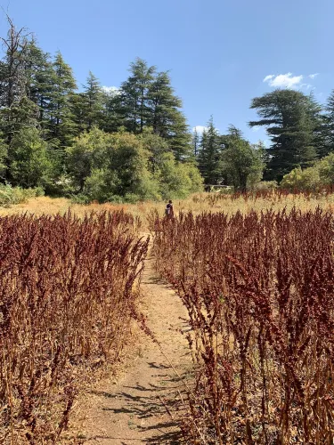 Horsh Ehden Nature Reserve