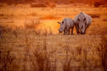 Mkomazi National Park
