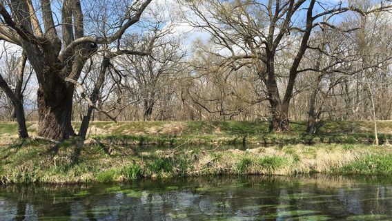 Azumino Wasabida Springs Park