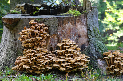 Park Sonsbeek