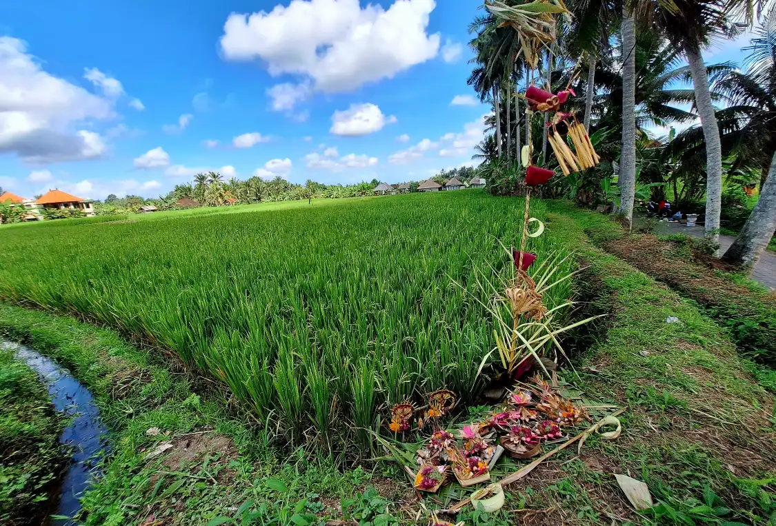 Hotel in zona Ubud Kajeng Rice Fields Walk