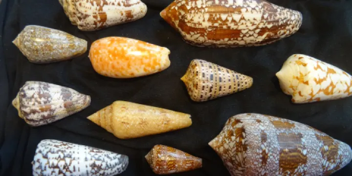 米拉馬爾海博物館