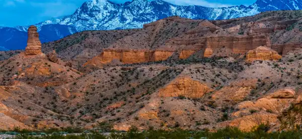 Mesquite
