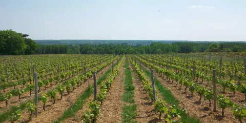 Domaine Thierry Cosme