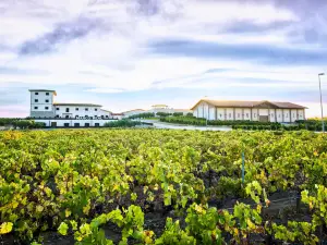 Bodegas Marco Real S.A.