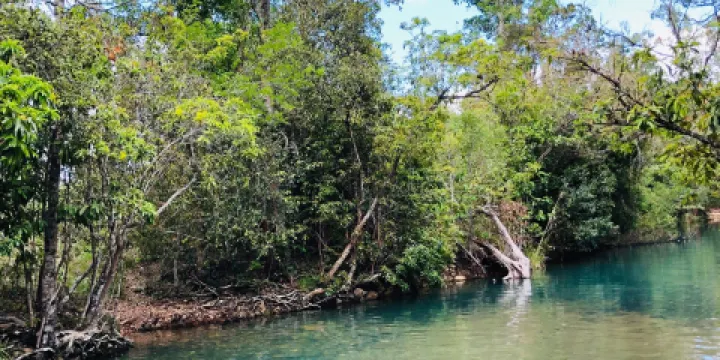 Cardwell forest drive