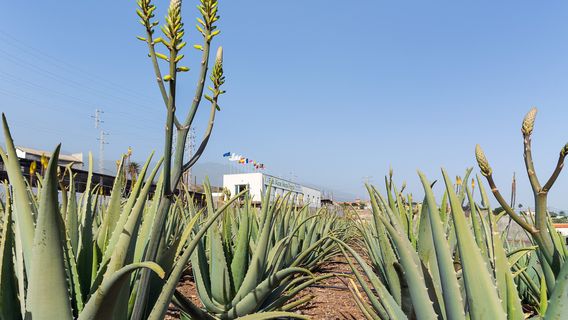 Finca Canarias Aloe Vera