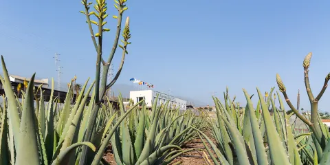 Finca Canarias Aloe Vera