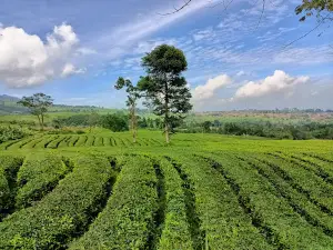 Ciater Cagak Wisata Kebun Teh