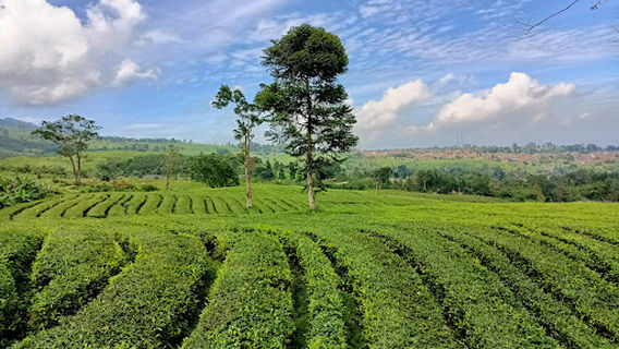 Ciater Cagak Wisata Kebun Teh